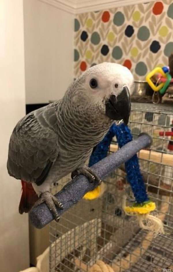 african-grey-parrot-for-sale-in-stafford-va
