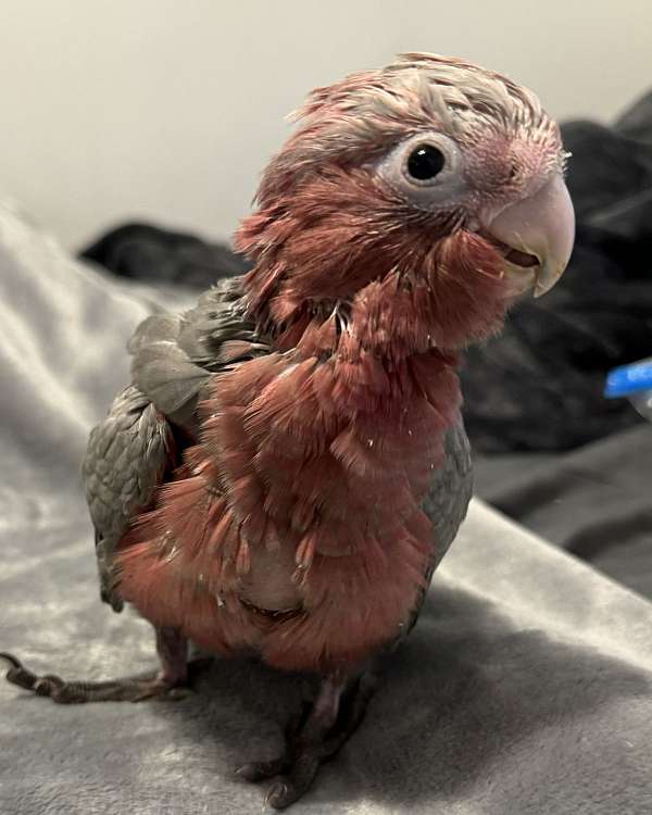 rose-breasted-cockatoo-for-sale-in-trafford-pa