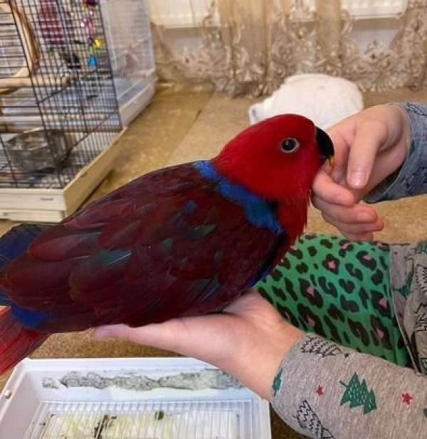 eclectus-parrots-for-sale-in-north-versailles-pa