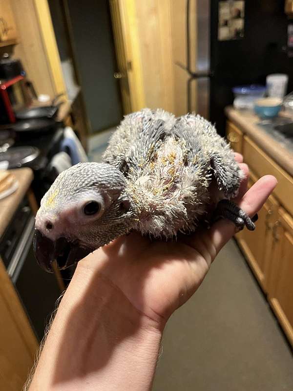 african-grey-parrot-for-sale-in-durham-nc