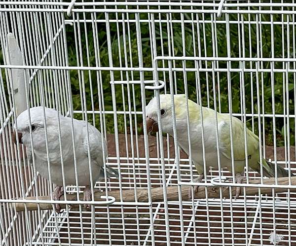 quaker-parrots-for-sale-in-wingina-va