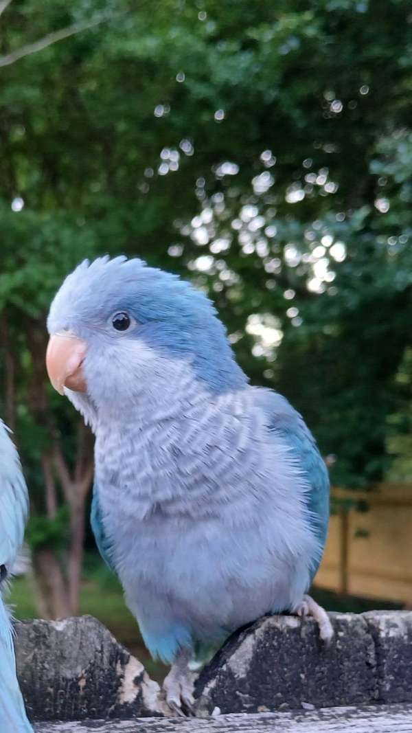 blue-opal-bird-for-sale-in-winston-salem-nc