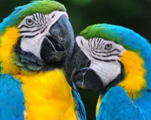 macaw-for-sale-in-richmond-tx