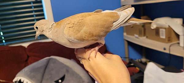 brown-orange-ringneck-dove-for-sale