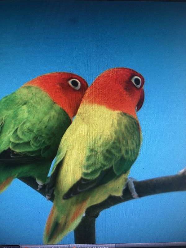 opaline-pastel-lovebird-for-sale