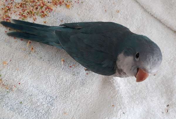 quaker-parrots-for-sale