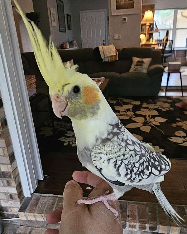 pearl-pied-bird-for-sale-in-lake-city-fl