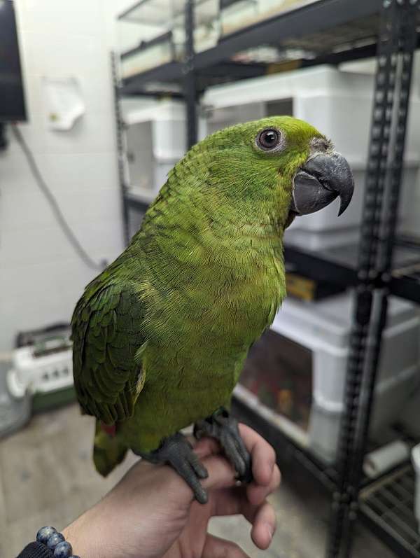 yellow-naped-amazon-parrot-for-sale