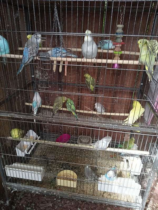 young-bird-for-sale-in-lake-elsinore-ca