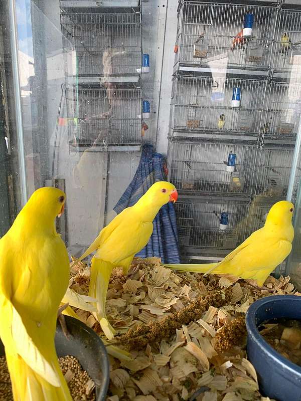 albino-yellow-bird-for-sale-in-kissimmee-fl