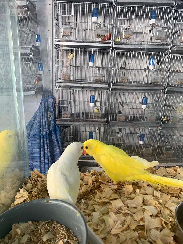 albino-yellow-parakeet-ringneck-parakeet-for-sale