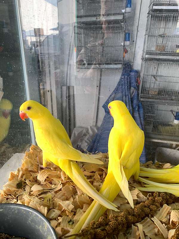 parakeet-ringneck-parakeet-for-sale-in-kissimmee-fl
