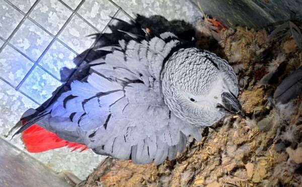 congo-african-grey-parrot-for-sale-in-stanton-ca