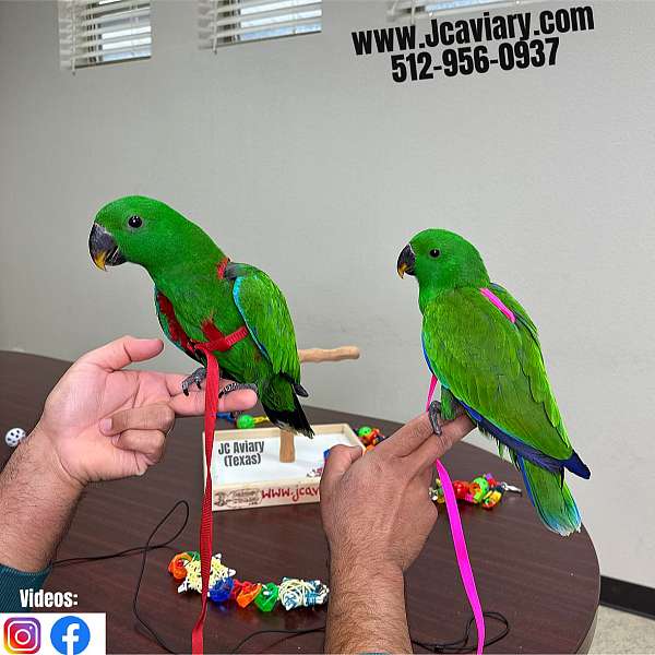 ringneck-parakeet-for-sale