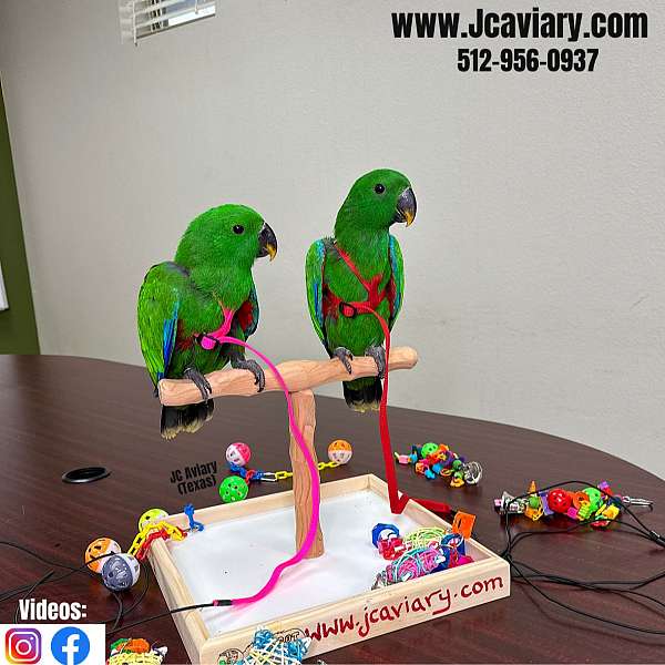 blue-ringneck-parakeet-for-sale