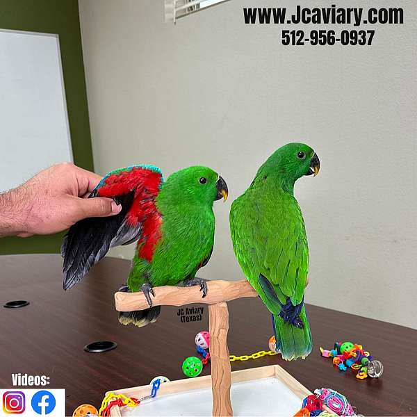 ringneck-parakeet-for-sale-in-austin-tx