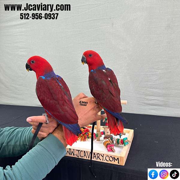 ringneck-parakeet-for-sale
