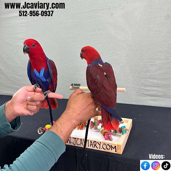 blue-ringneck-parakeet-for-sale