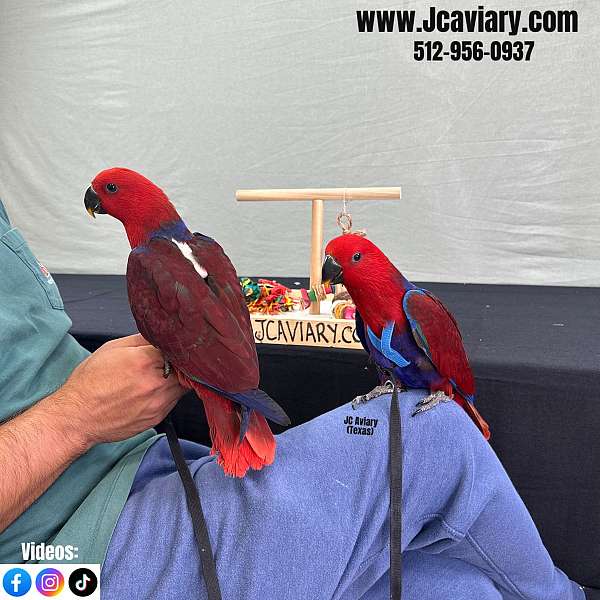 ringneck-parakeet-for-sale-in-austin-tx