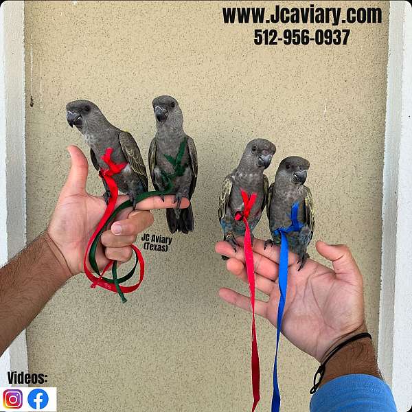 ringneck-parakeet-for-sale-in-austin-tx