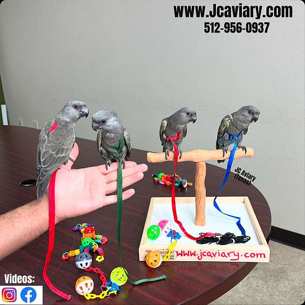 ringneck-parakeet-for-sale