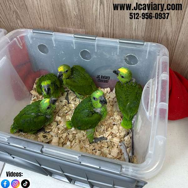 ringneck-parakeet-for-sale