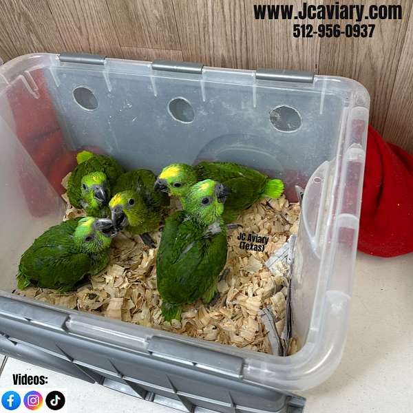 purple-ringneck-parakeet-for-sale