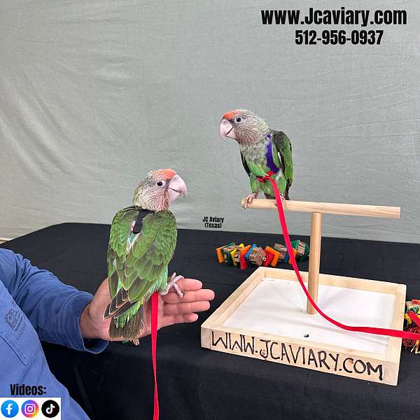 ringneck-parakeet-for-sale