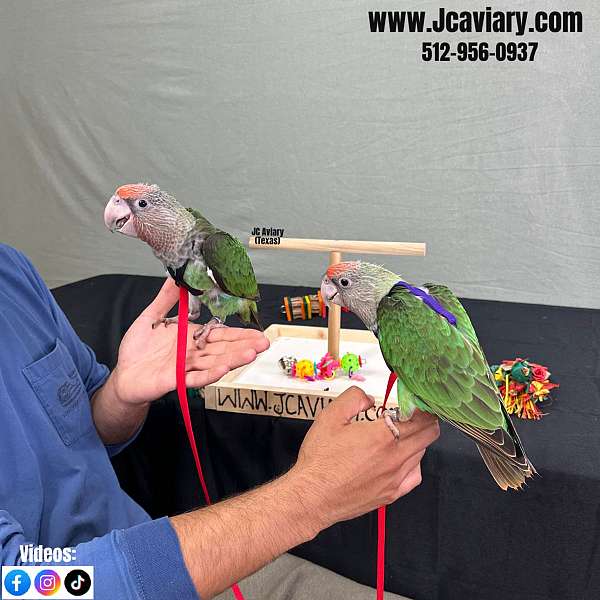 purple-ringneck-parakeet-for-sale