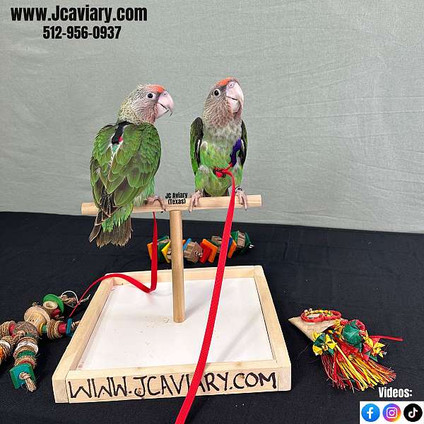 ringneck-parakeet-for-sale-in-austin-tx