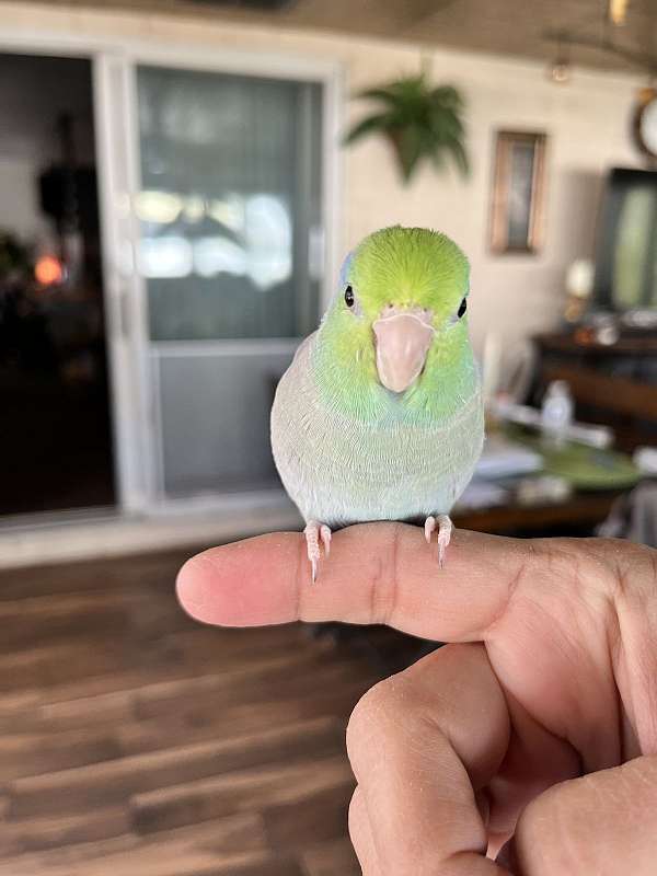 pacific-parrotlet-for-sale-in-old-forge-pa