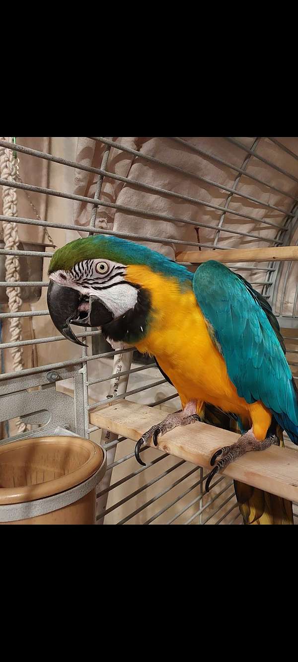 companion-bird-for-sale-in-vacaville-ca