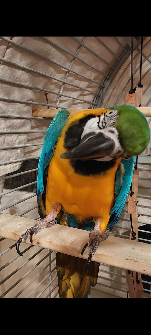 blue-gold-macaw-for-sale