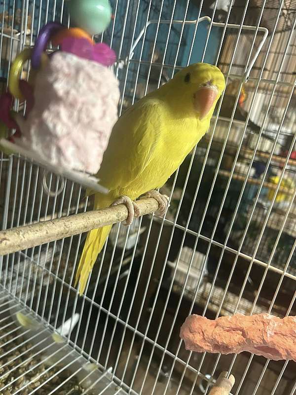 ringneck-parakeet-for-sale