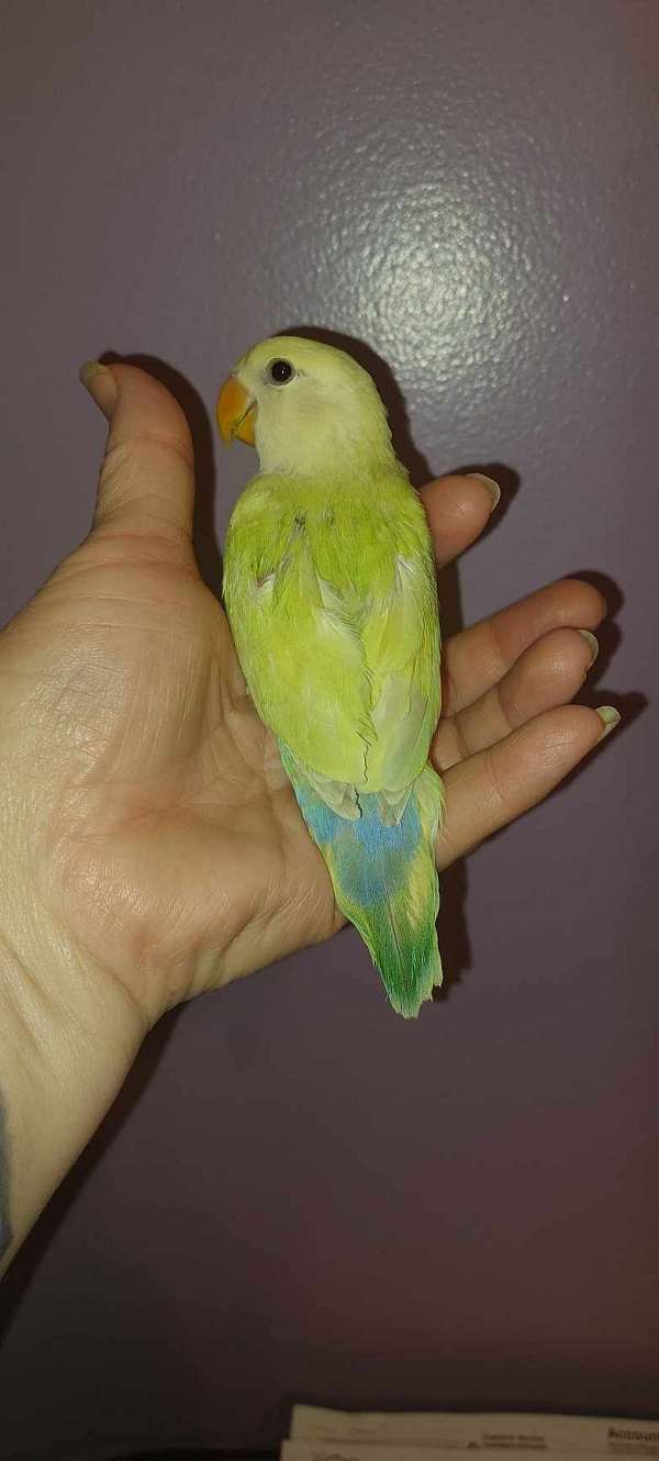 lovebird-for-sale-in-kimberly-id