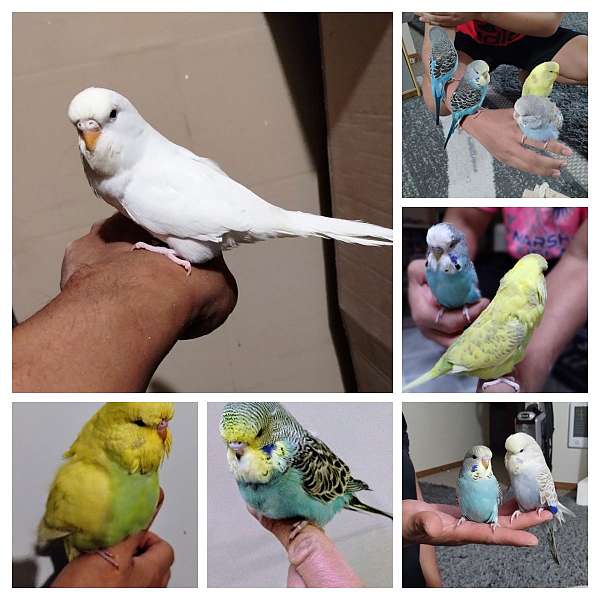 tame-bird-for-sale-in-auburn-wa