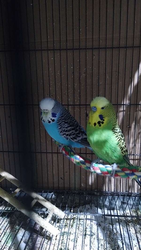 tame-bird-for-sale-in-auburn-wa