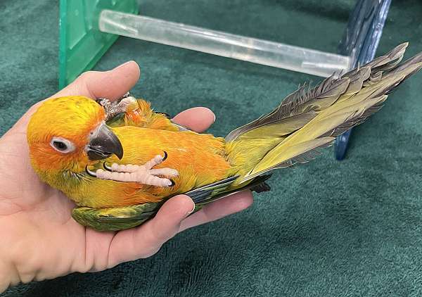 orange-bird-for-sale-in-dundee-fl