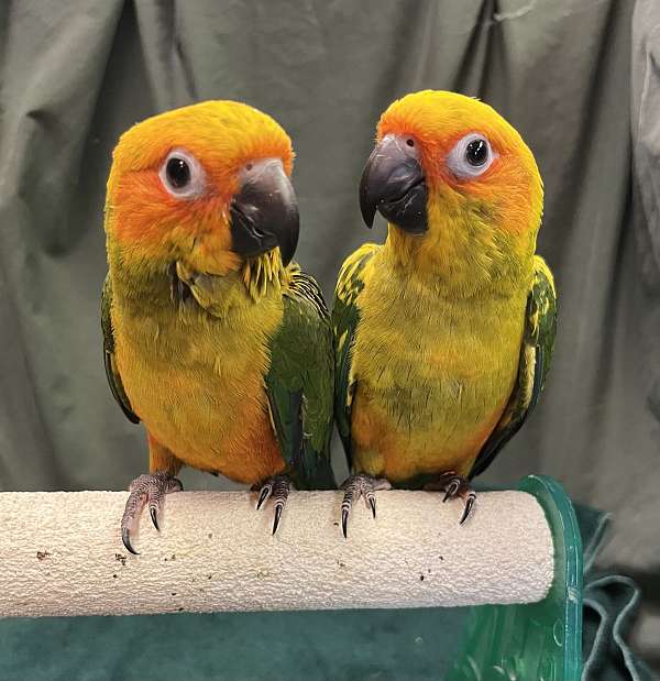 gold-bird-for-sale-in-dundee-fl