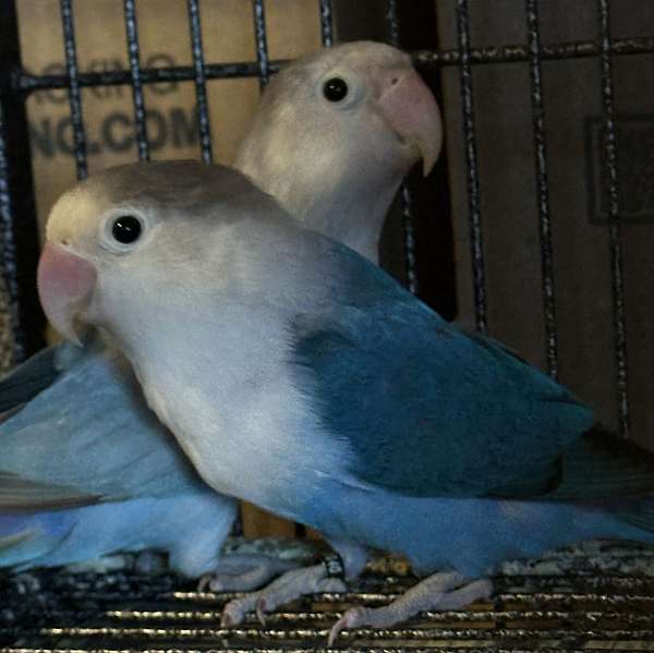 adult-bird-for-sale-in-helena-mt