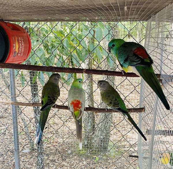 red-rumped-parakeet-for-sale-in-gainesville-fl