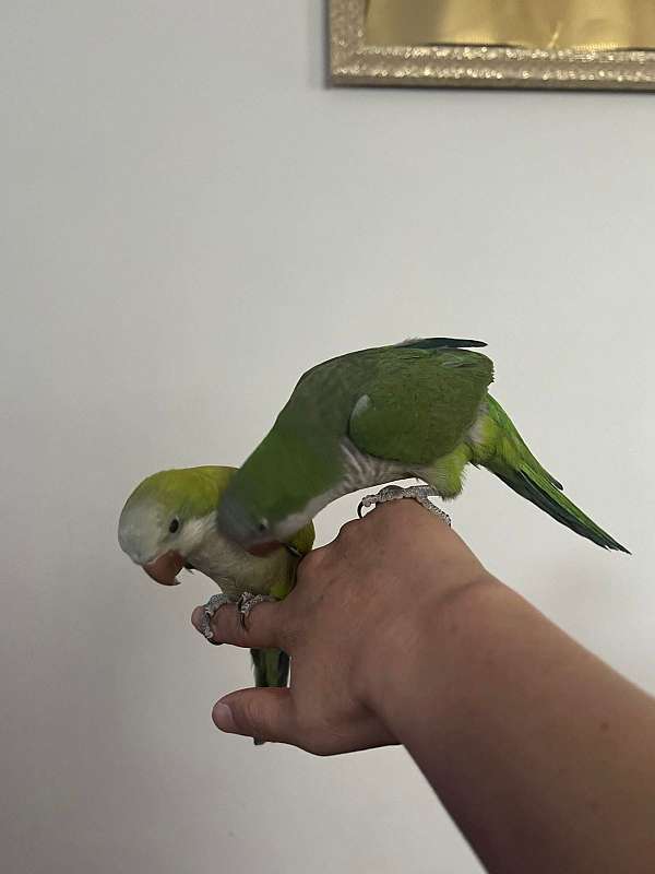 quaker-parrots-for-sale-in-dearborn-mi