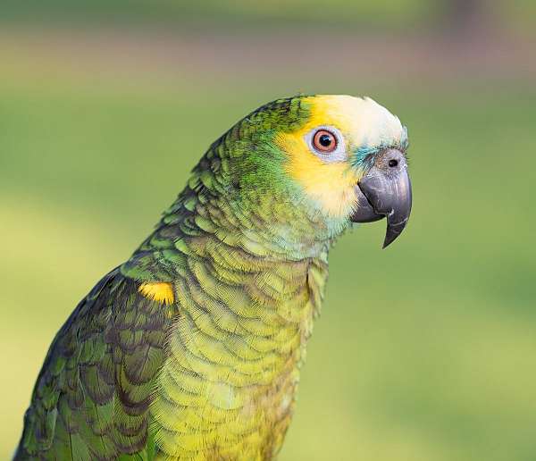 amazon-parrot-for-sale