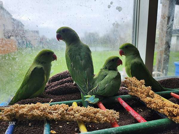 green-grey-eclectus-parrots-for-sale