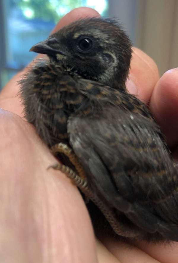 small-mixed-bird-for-sale
