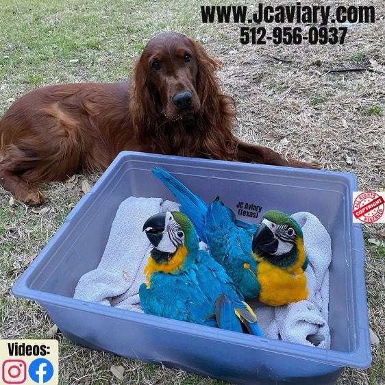 blue-yellow-blue-gold-macaw-for-sale