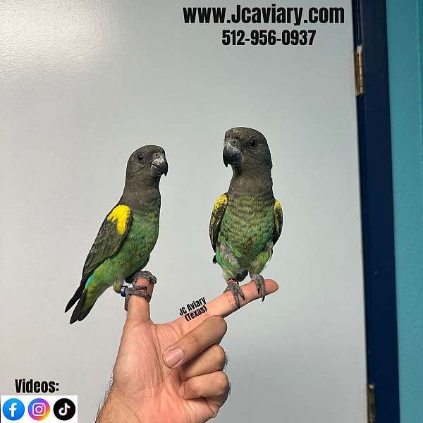 blue-gold-macaw-for-sale