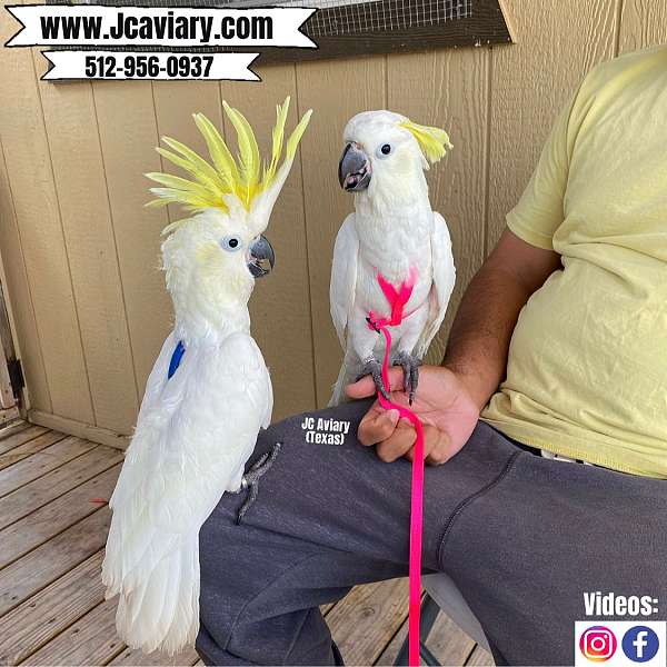 sulpher-crested-cockatoo-for-sale-in-austin-tx