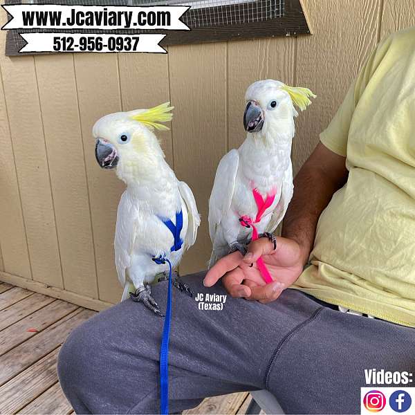 homing-sulpher-crested-cockatoo-for-sale