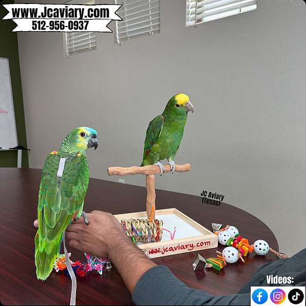 homing-sulpher-crested-cockatoo-for-sale